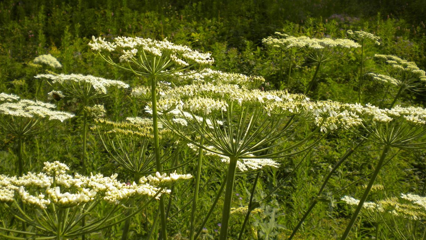 Valnontey - .Heracleum sphondylium